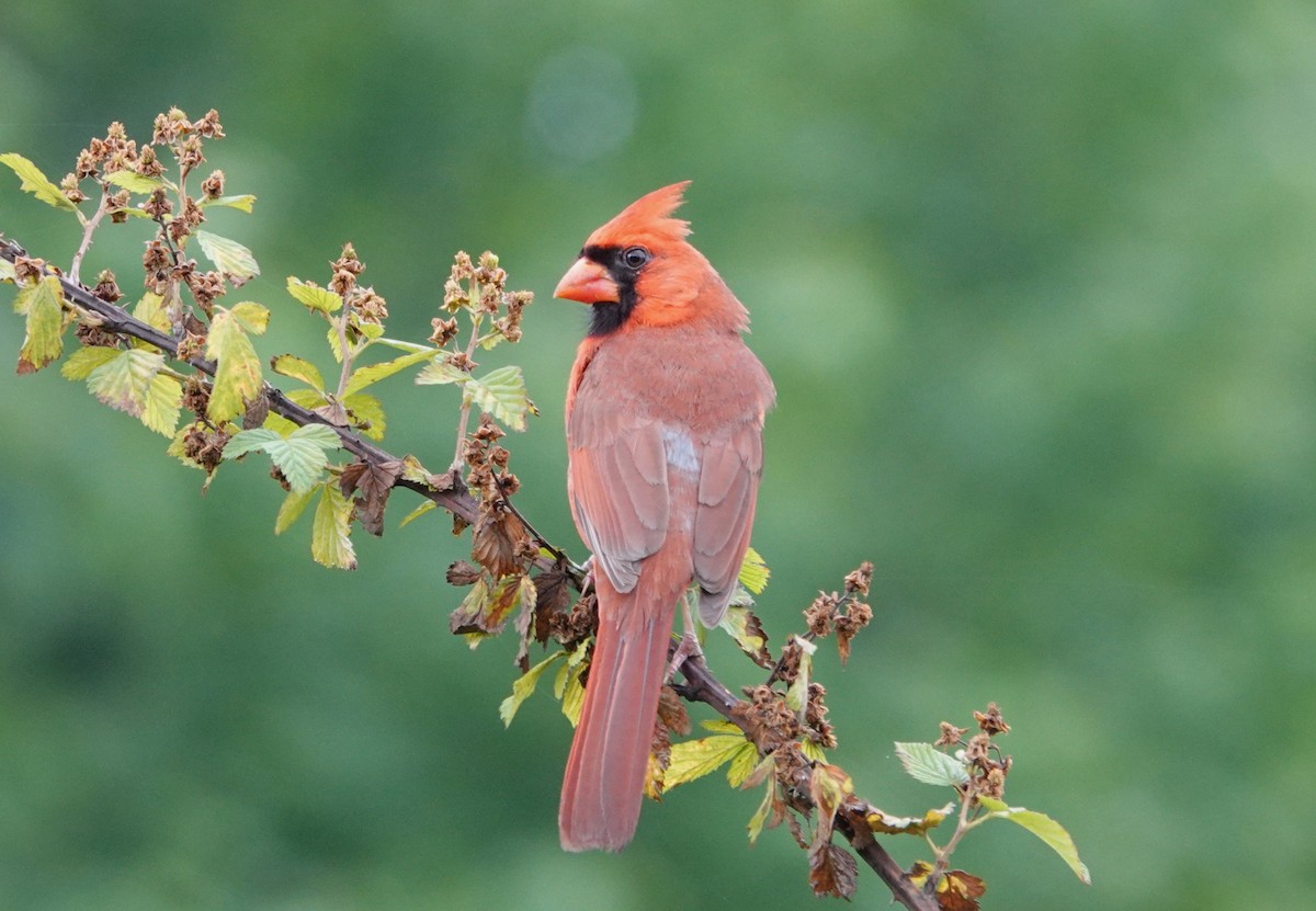 Cardinal rouge - ML619228501