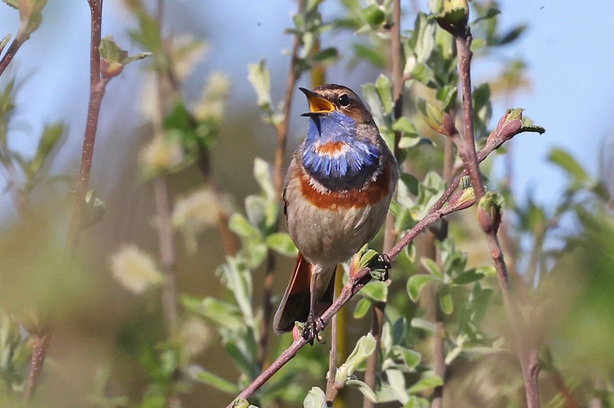 Bluethroat - Phillip Edwards