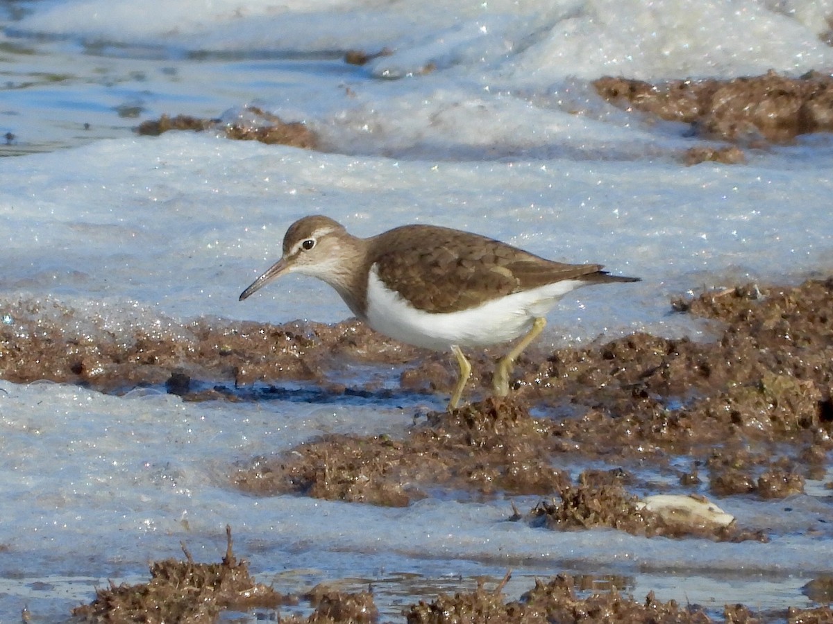 Common Sandpiper - Eugenio Collado