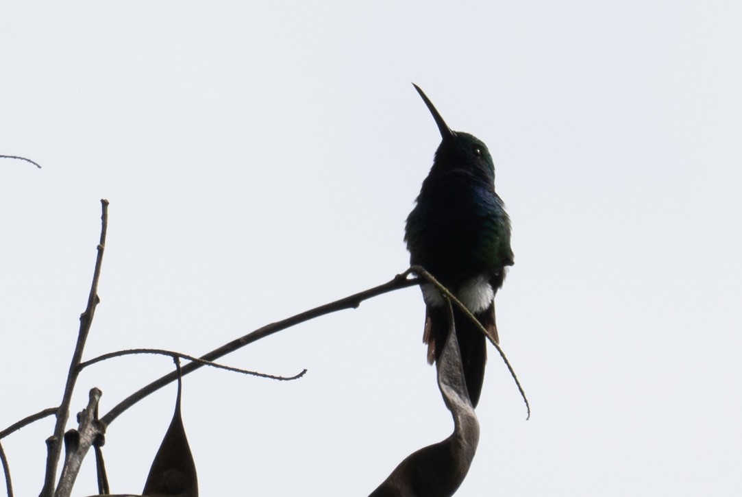 Black-throated Mango - Paul von Dewitz