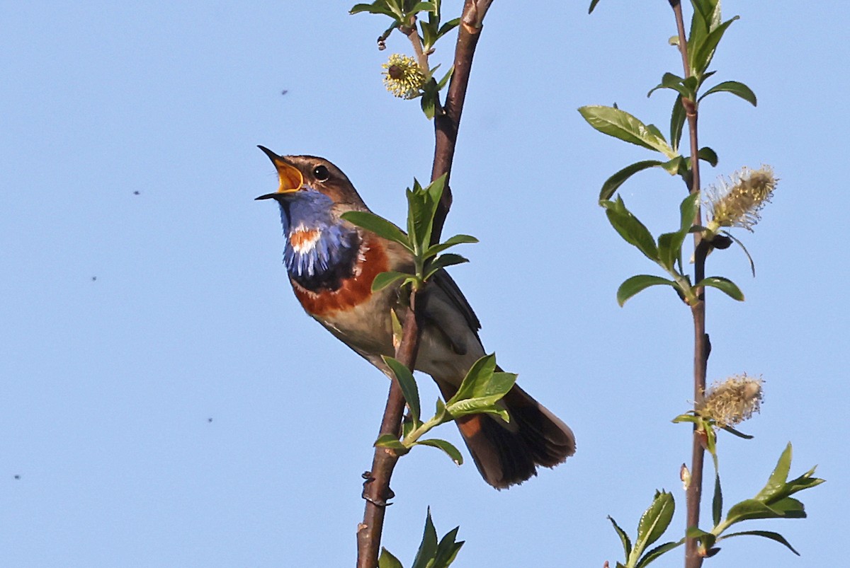 Bluethroat - Phillip Edwards