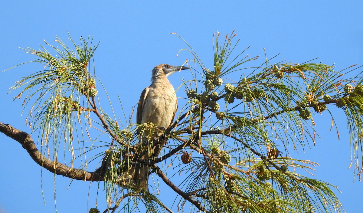 Little Friarbird - Shuchismita  Das