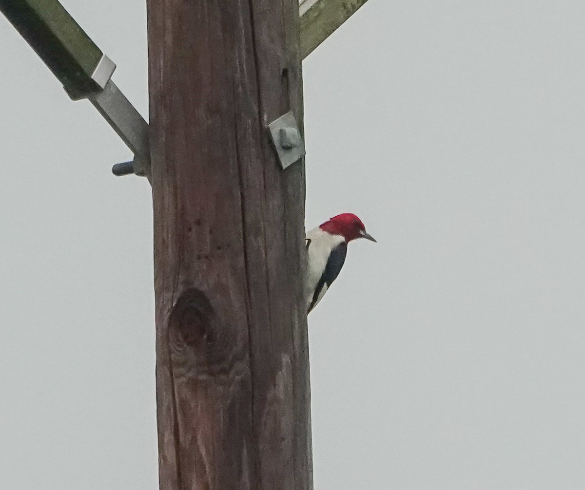 Red-headed Woodpecker - Dave Hart