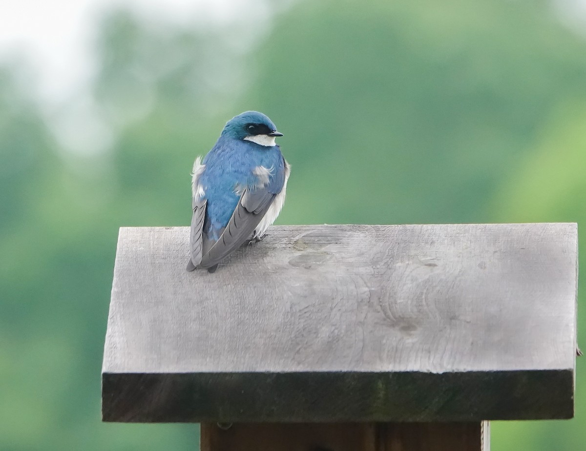 Tree Swallow - ML619228549