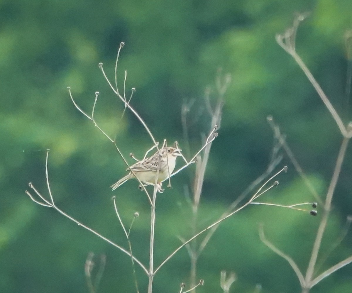 Grasshopper Sparrow - Dave Hart