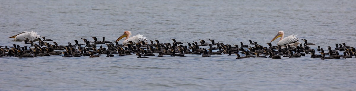 Great Cormorant - ML619228557