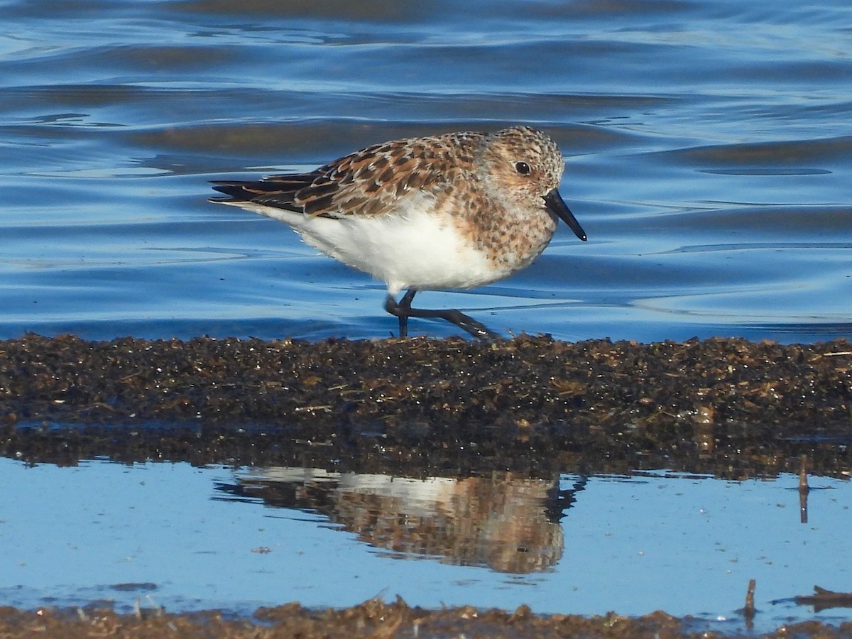 Sanderling - Eugenio Collado