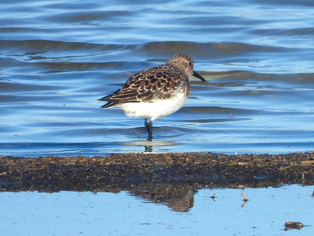 Sanderling - Eugenio Collado