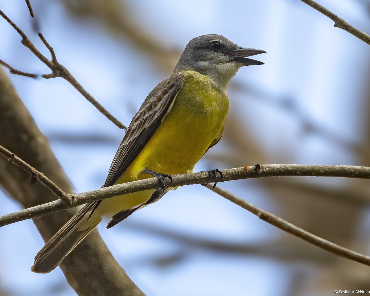 Couch's Kingbird - Sasi Akkiraju