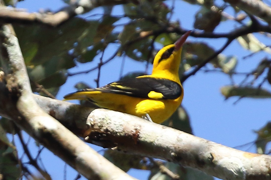 Indian Golden Oriole - Christopher Escott