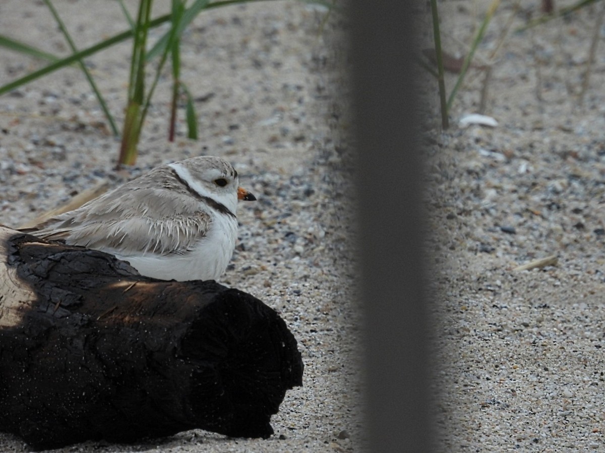 Piping Plover - Robert Rimkoski