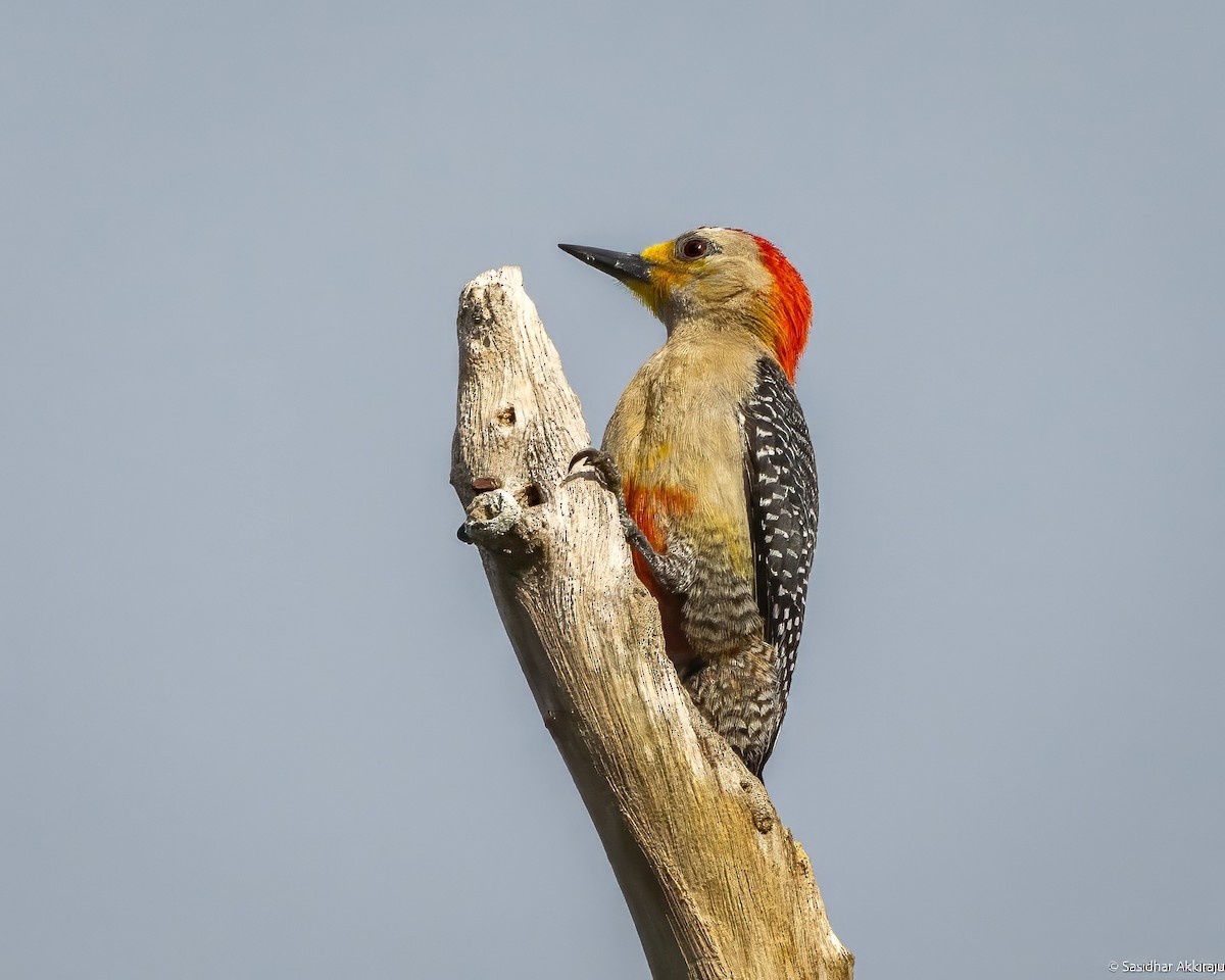 Yucatan Woodpecker - Sasi Akkiraju