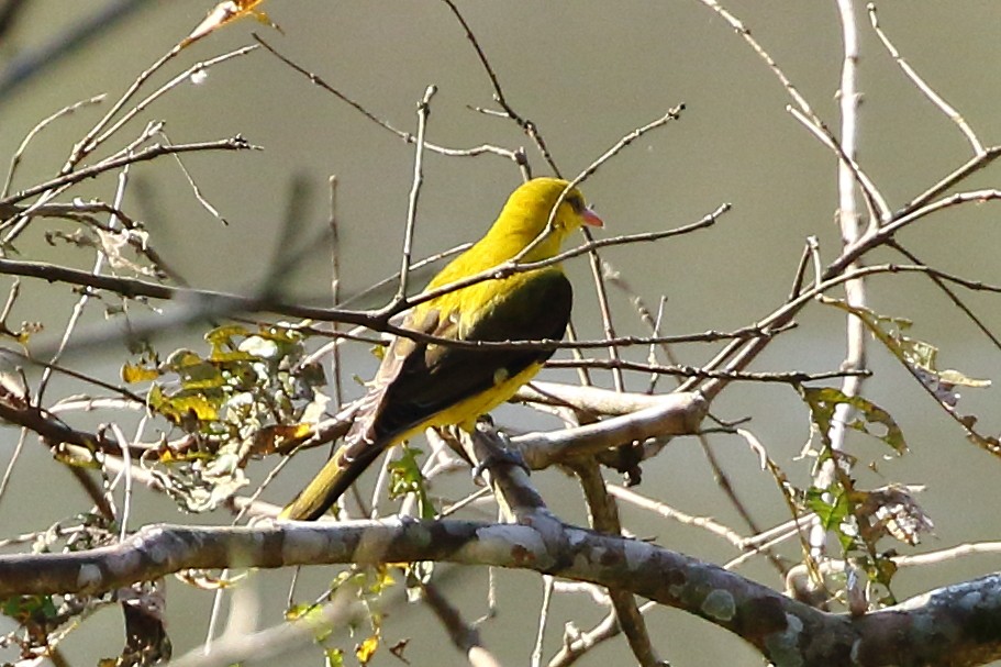 Indian Golden Oriole - Christopher Escott