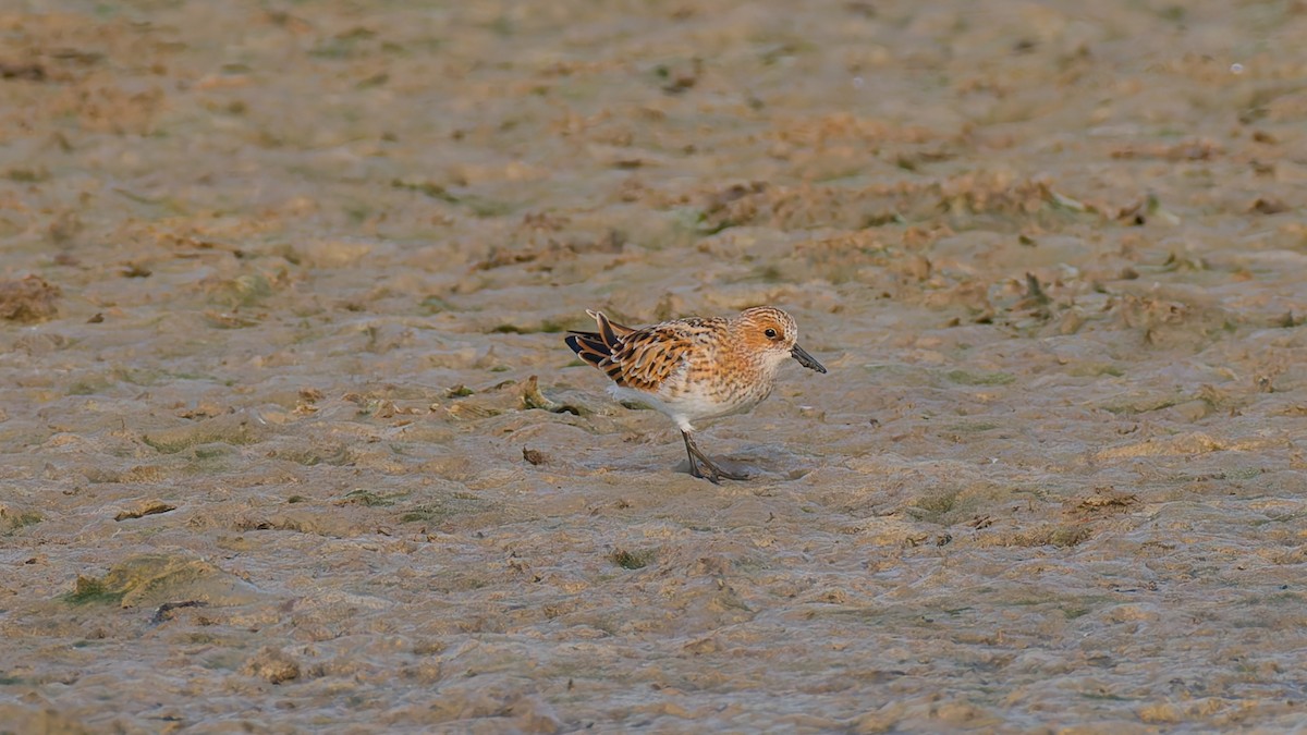 Little Stint - Peter Kennerley