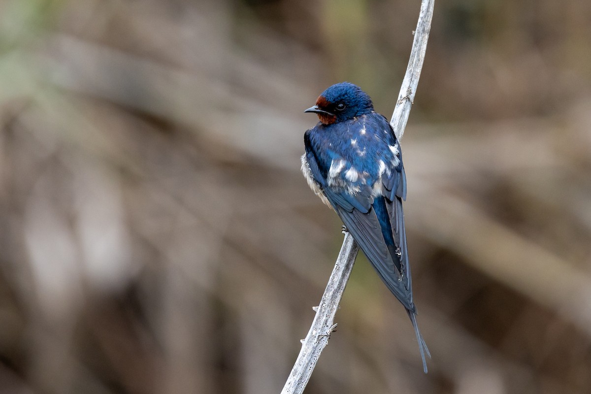 Barn Swallow - ML619228621