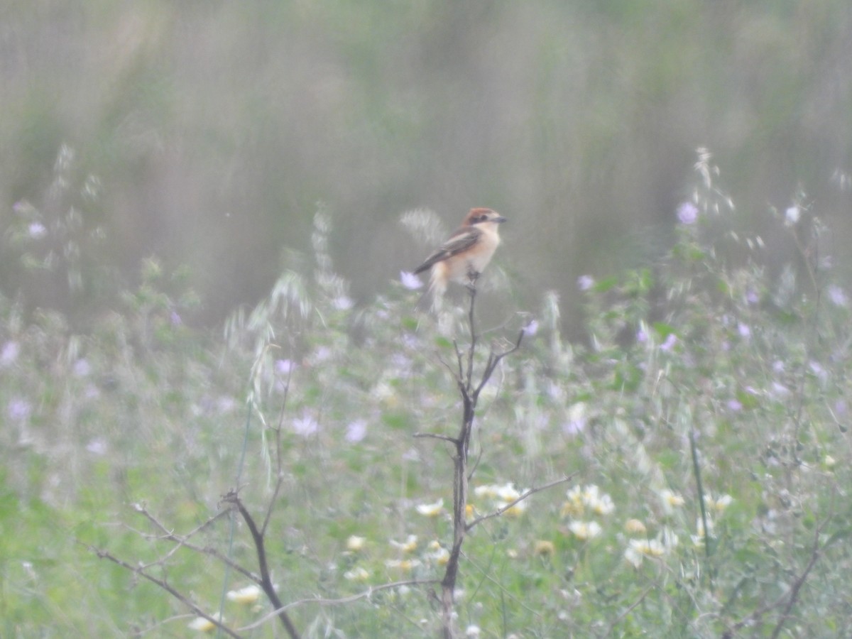 Woodchat Shrike - Bas Klep