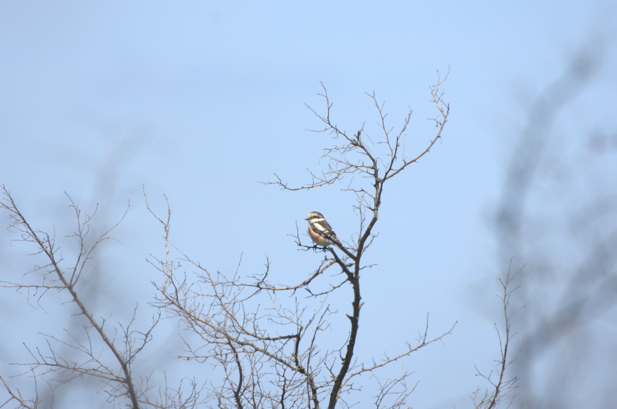 Masked Shrike - Umut Özten