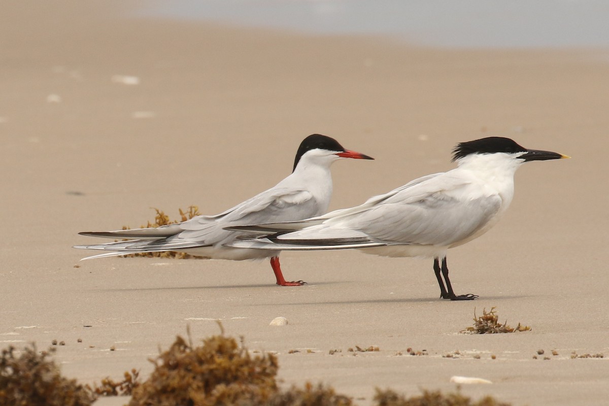 Common Tern - Dan Jones