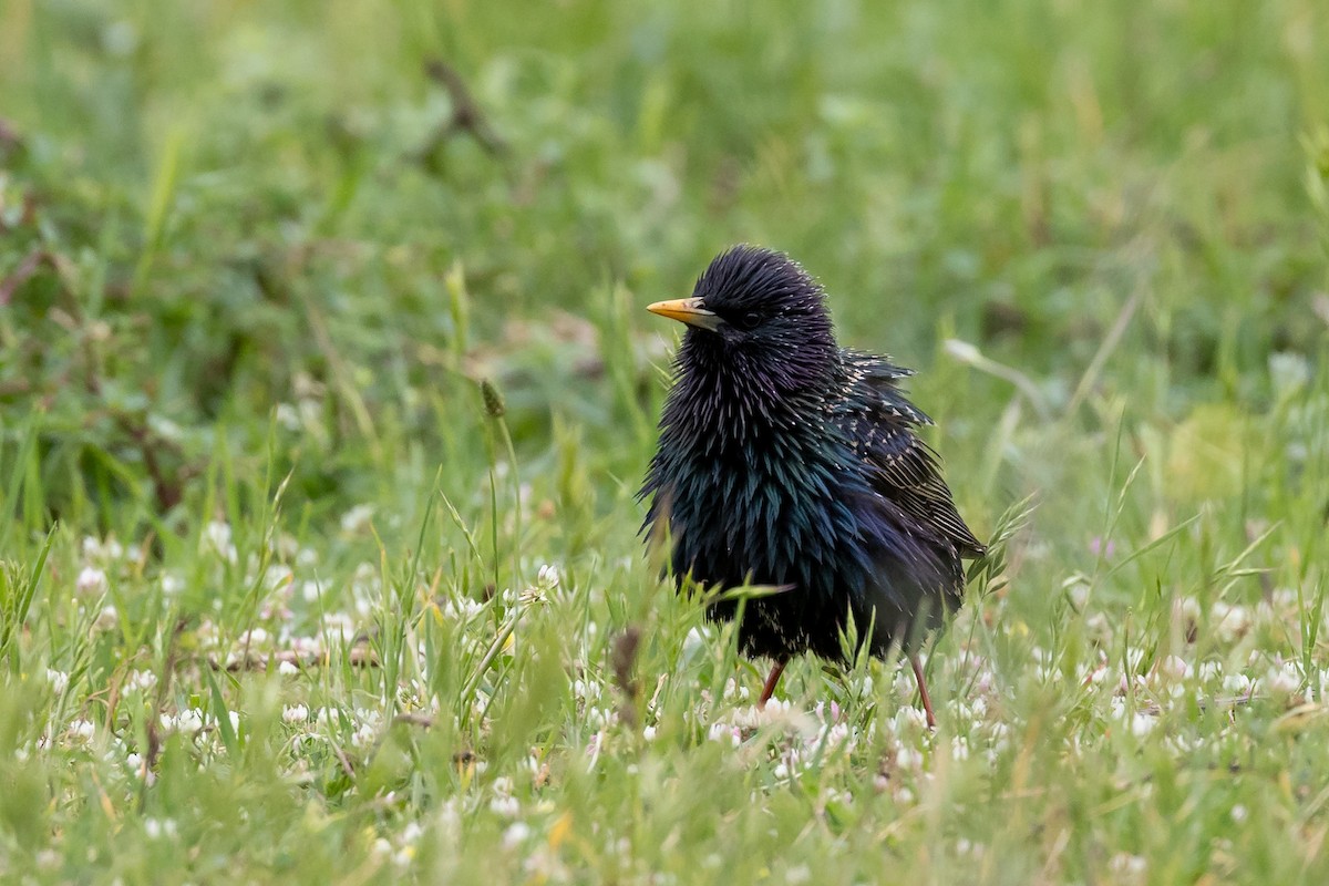 European Starling - ML619228647