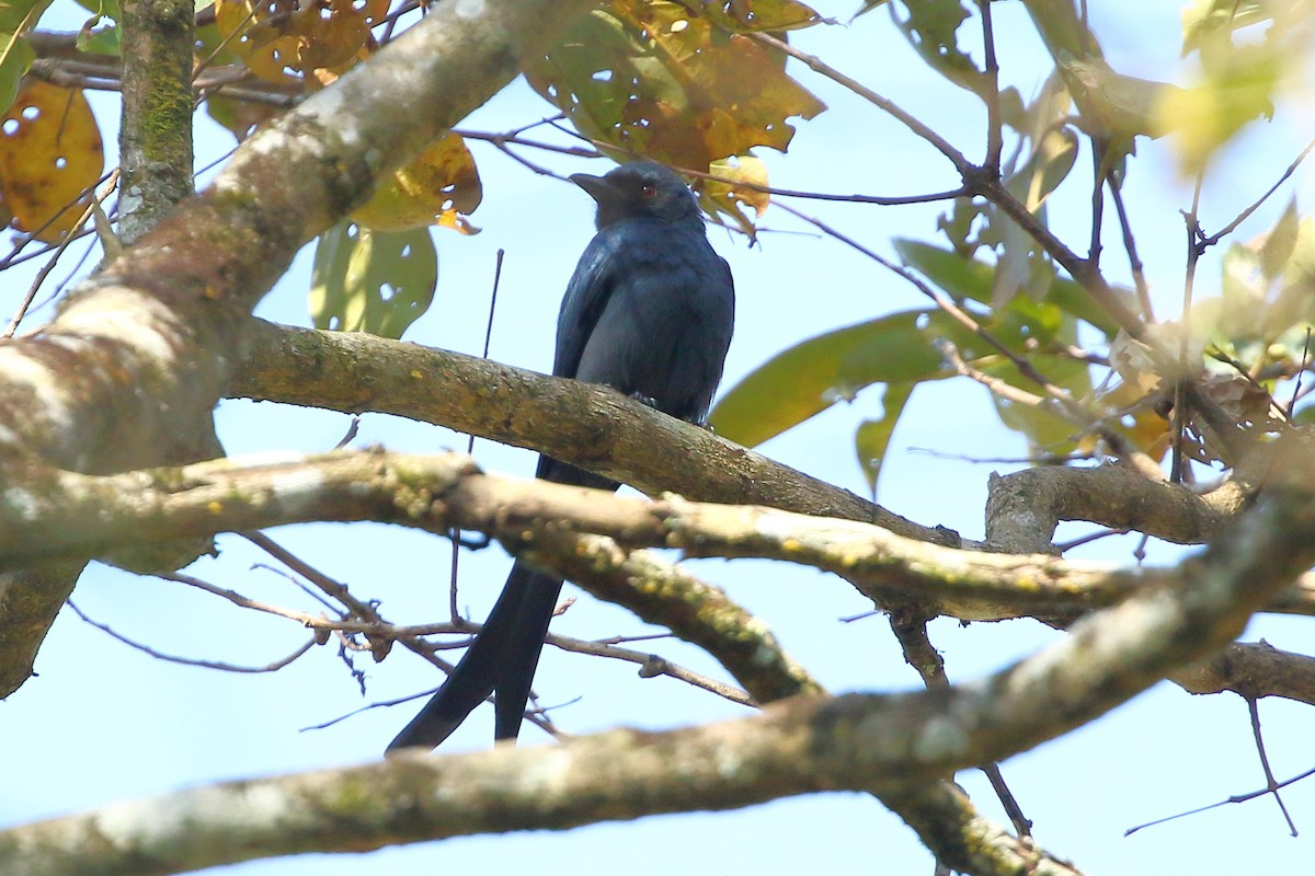 Ashy Drongo - Christopher Escott