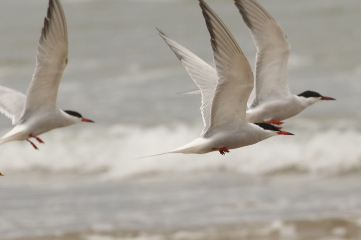 Common Tern - Dan Jones