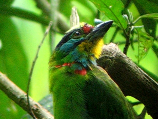 Black-browed Barbet - ML619228662