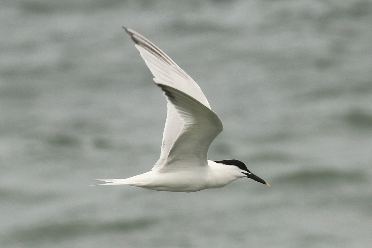 Sandwich Tern - Dan Jones