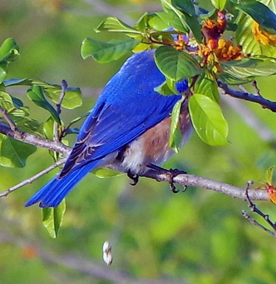 Eastern Bluebird - Bill Winkler