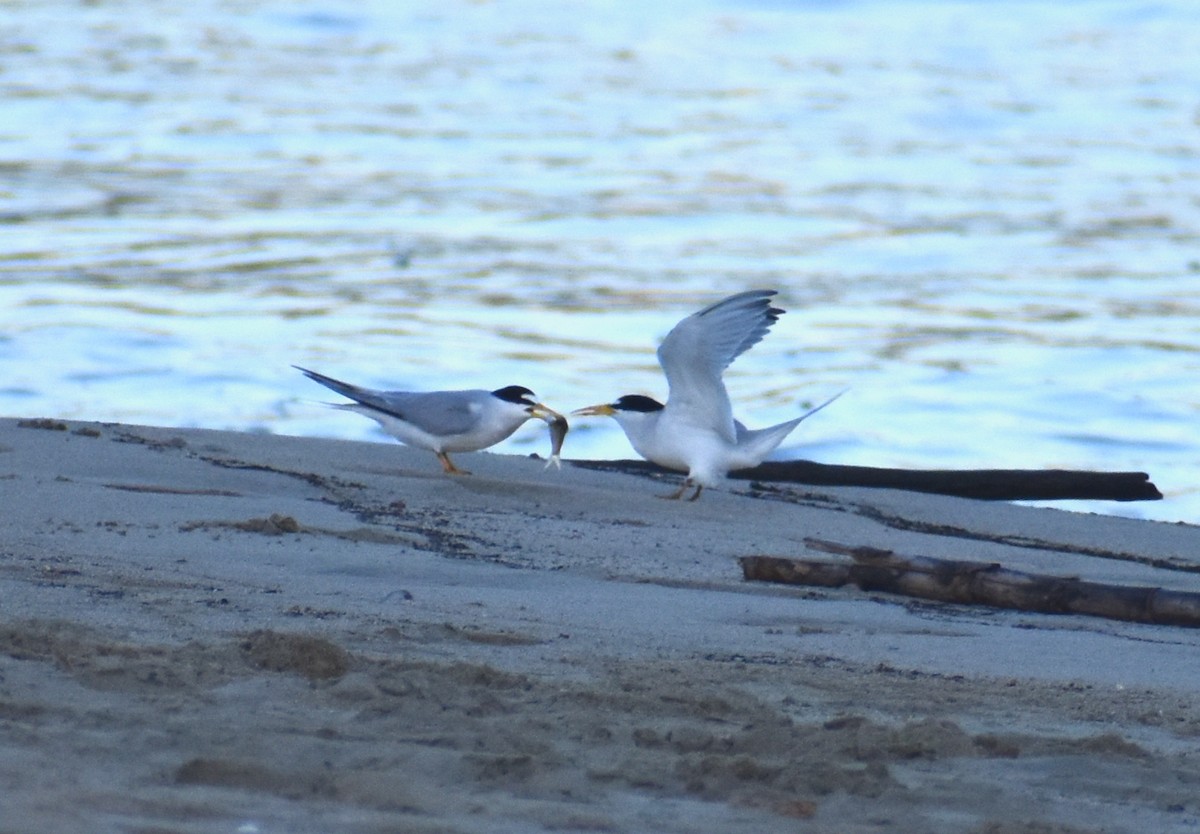 Least Tern - Luis Munoz