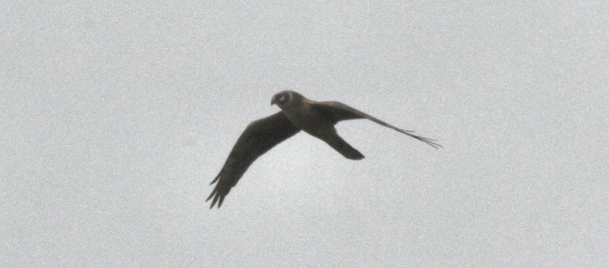 Hen Harrier - Anabel&Geoff Harries