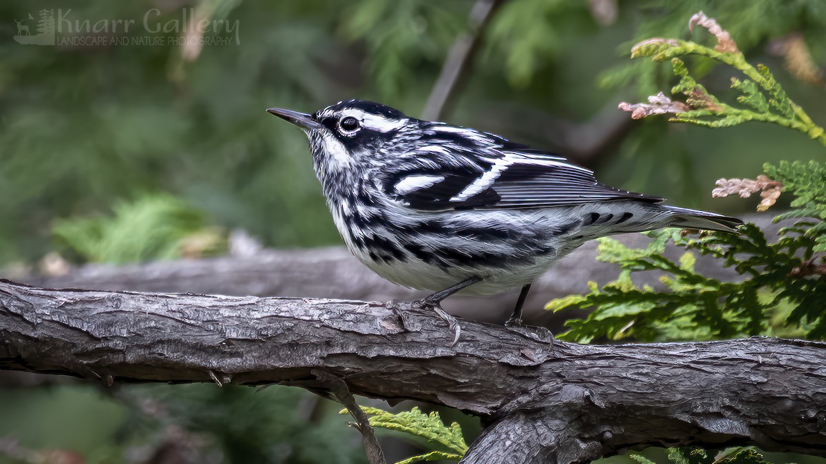 Black-and-white Warbler - Daryl Knarr