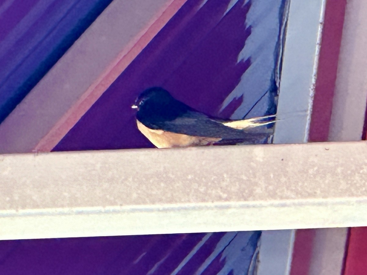 Barn Swallow - ML619228760