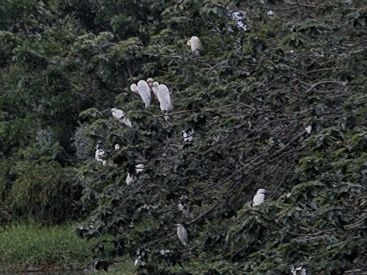 Little Egret - jason wu