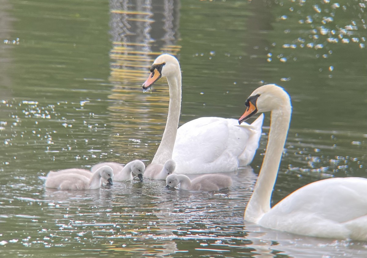 Cygne tuberculé - ML619228773