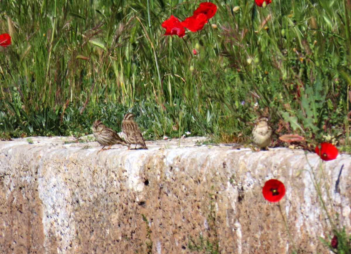 Rock Sparrow - Francisco Javier Calvo lesmes