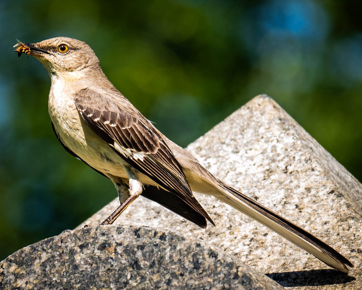 Northern Mockingbird - Daniel Mahoney