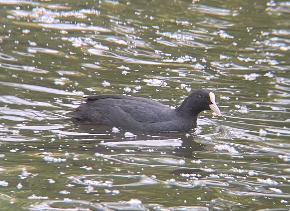 Eurasian Coot - ML619228792