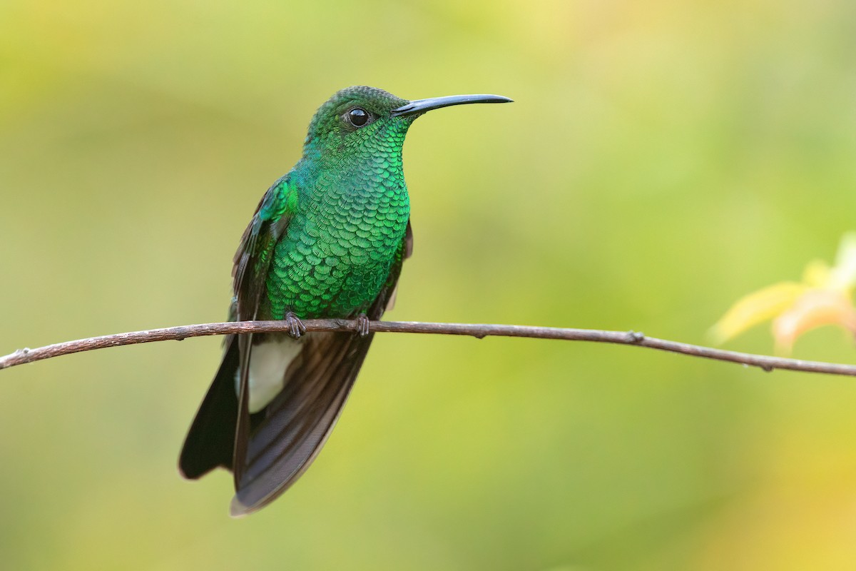 White-vented Plumeleteer - Chris Venetz | Ornis Birding Expeditions