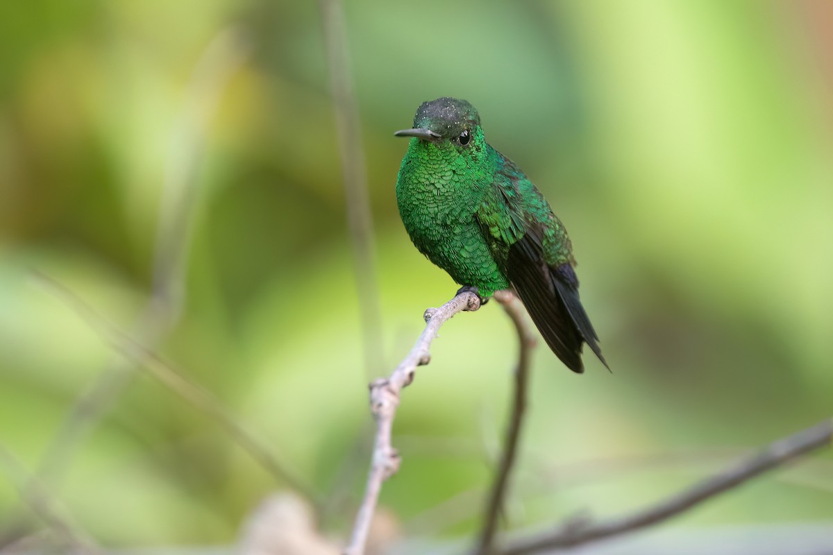 Steely-vented Hummingbird - Chris Venetz | Ornis Birding Expeditions
