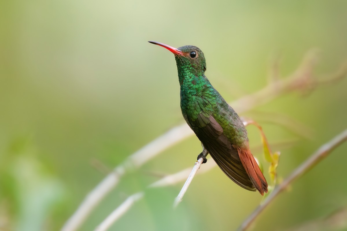 Rufous-tailed Hummingbird - Chris Venetz | Ornis Birding Expeditions