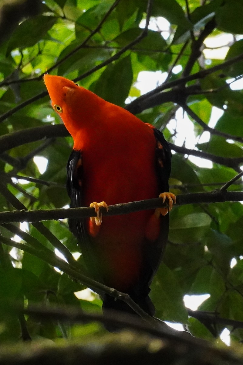 Andean Cock-of-the-rock - ML619228811