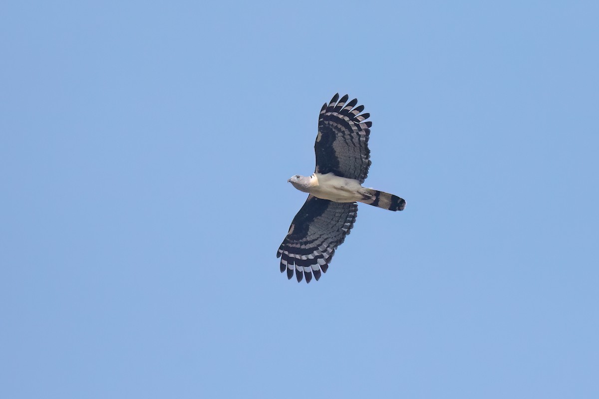 Gray-headed Kite - ML619228815