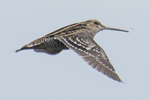 Great Snipe - john Butters