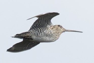 Great Snipe - ML619228837