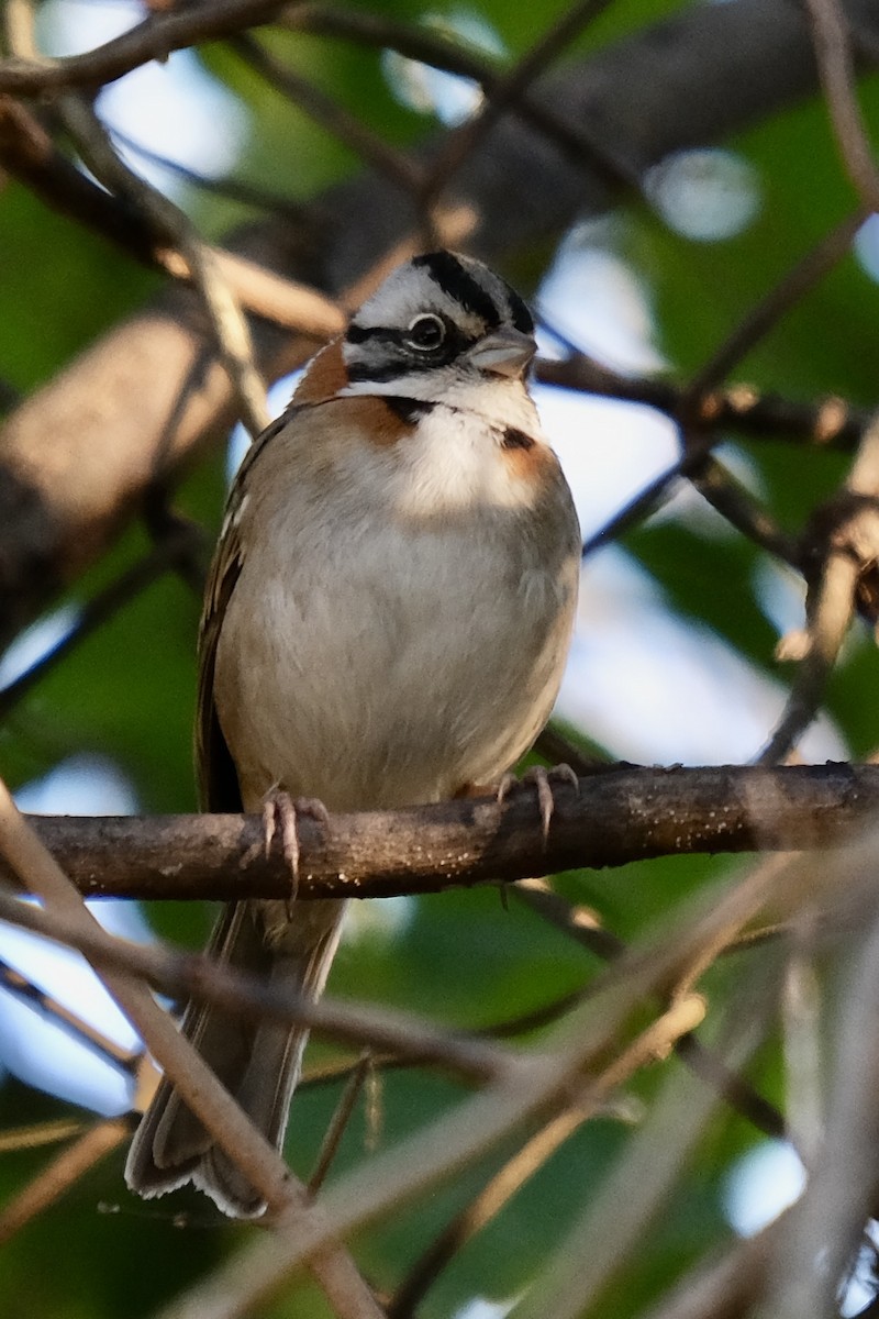 Rufous-collared Sparrow - Alan Middleton