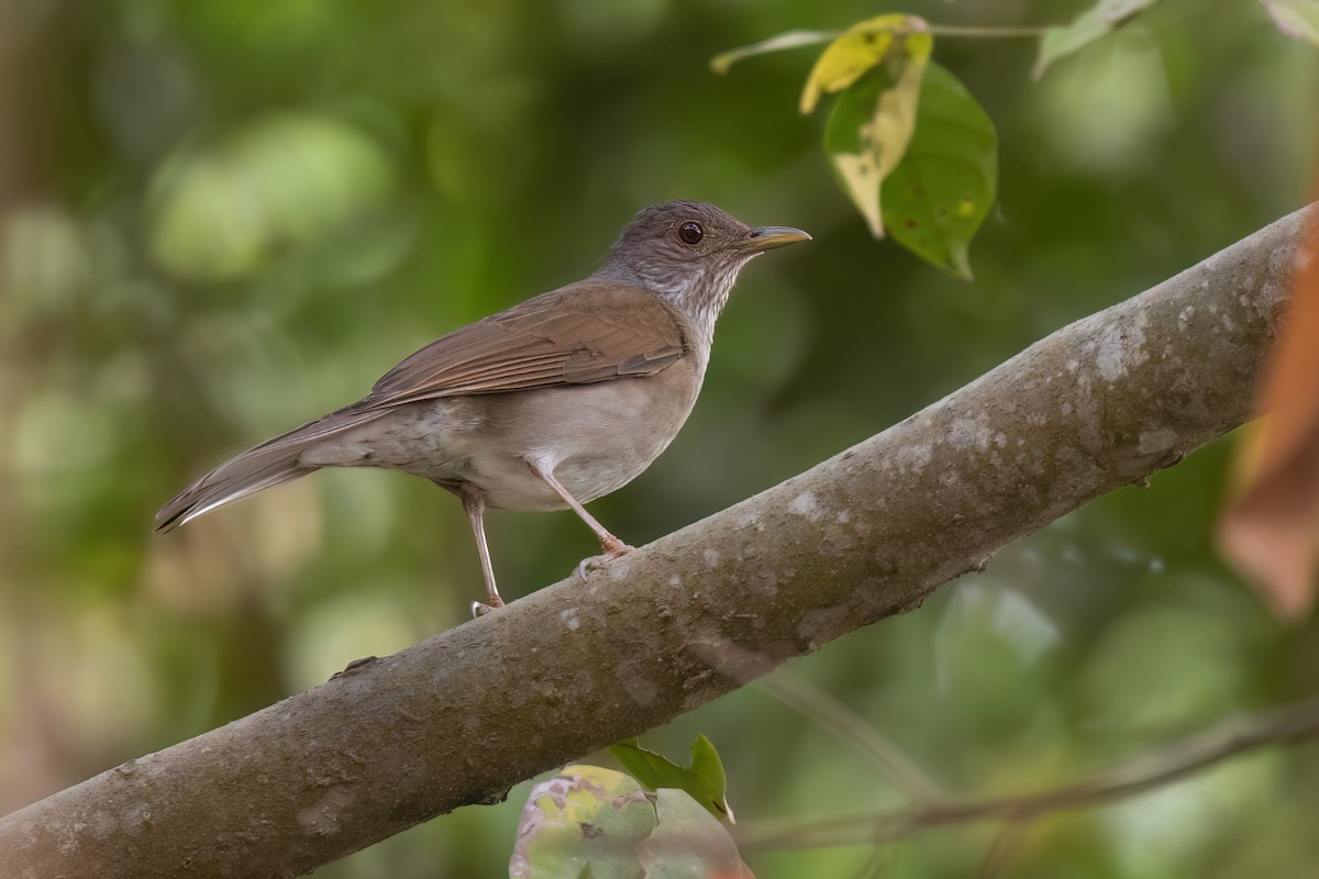 Pale-breasted Thrush - Chris Venetz | Ornis Birding Expeditions