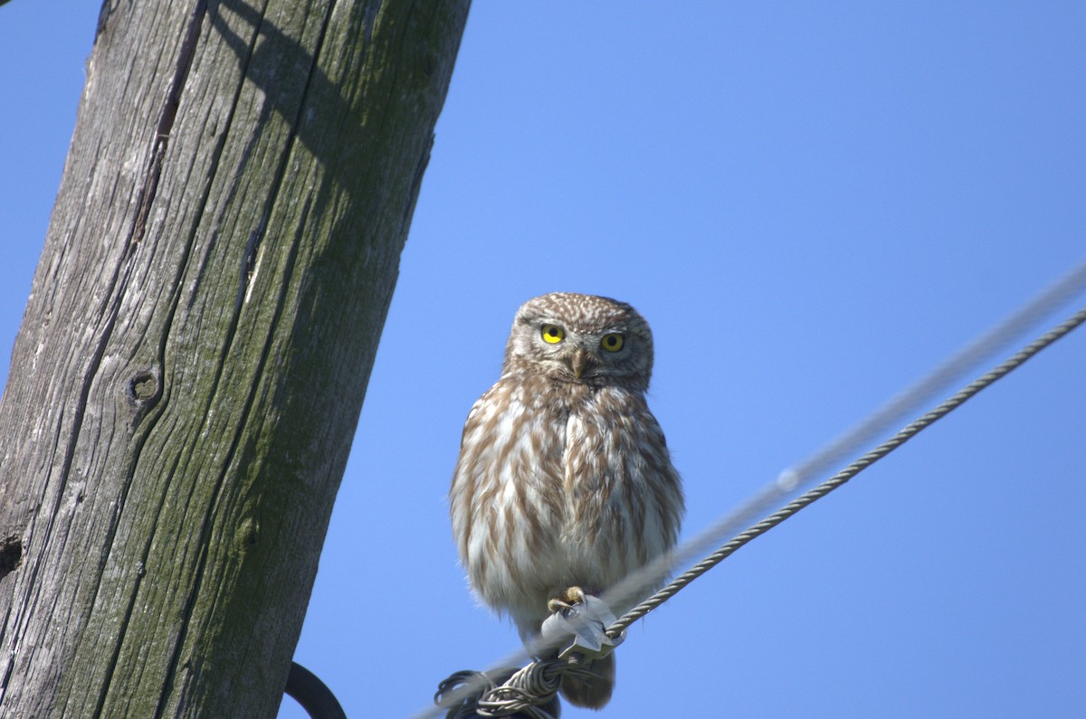 Little Owl - Umut Özten