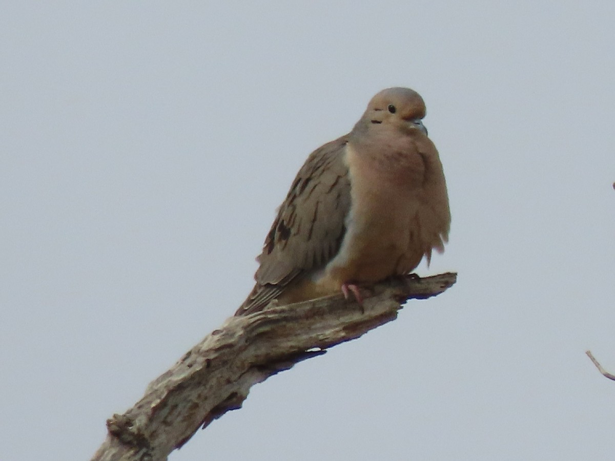 Mourning Dove - Laurie Koepke