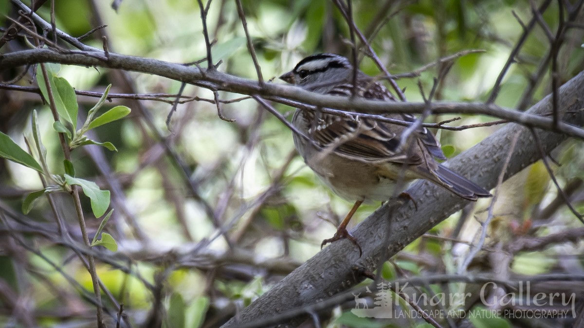 White-crowned Sparrow - Daryl Knarr