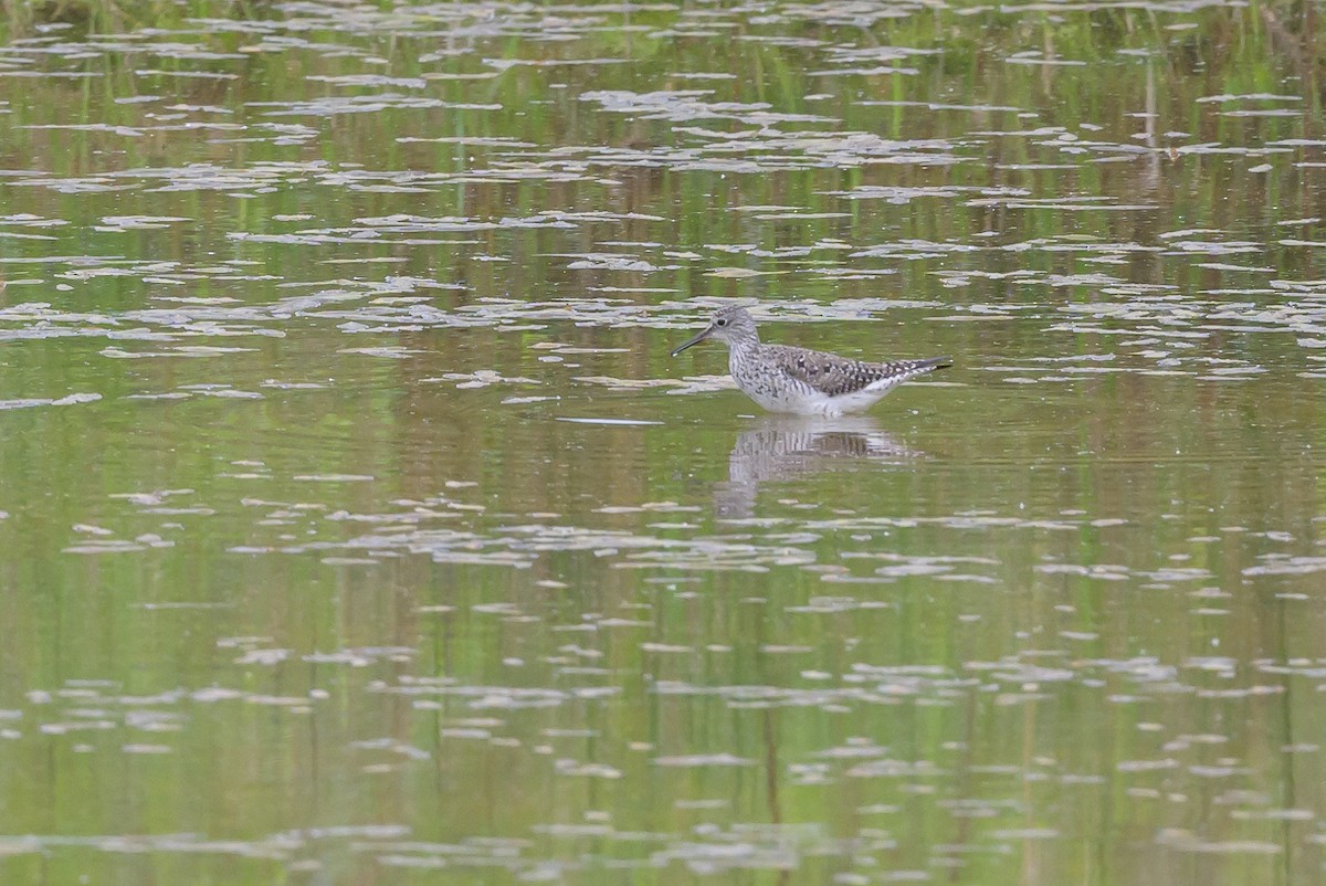 Lesser Yellowlegs - Stephen Davies